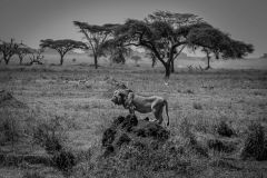 PICABOO_PICTURES_TANZANIA_21